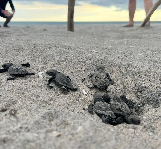 Tortugas naciendo en Playa Caracol